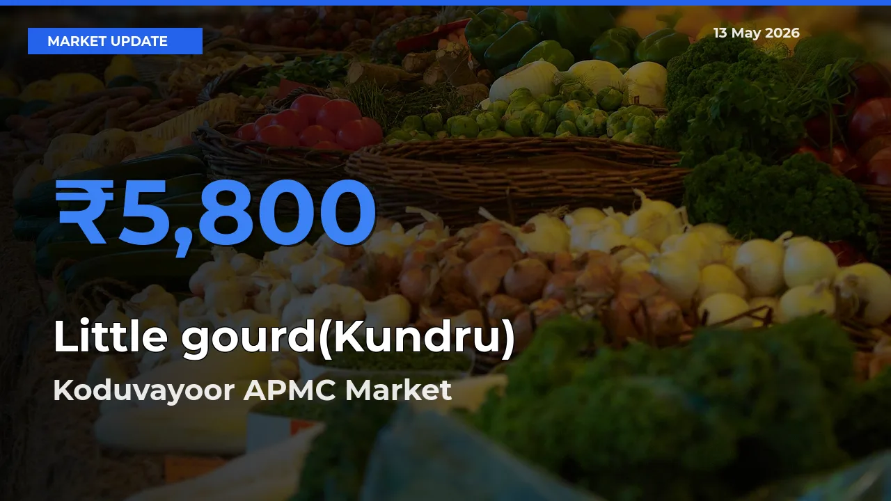 Koduvayoor APMC Records Highest ₹5,800 Rate for Little gourd(Kundru)
