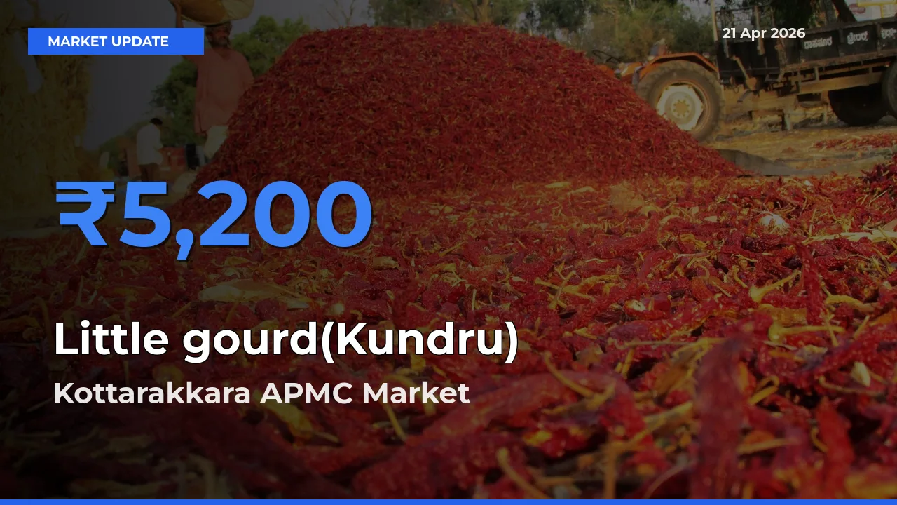 Kottarakkara APMC Tops Little gourd(Kundru) Mandi Rates Today