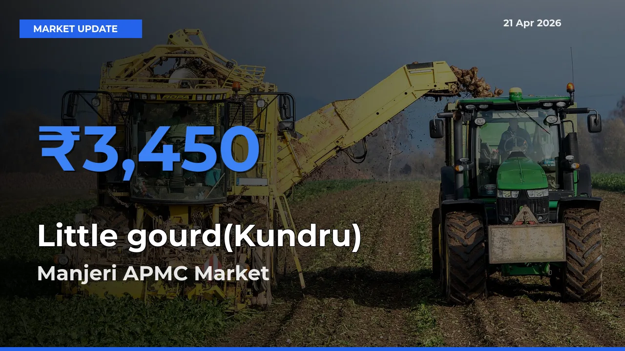 Top Performer! Manjeri APMC Offers Best Little gourd(Kundru) Price Today