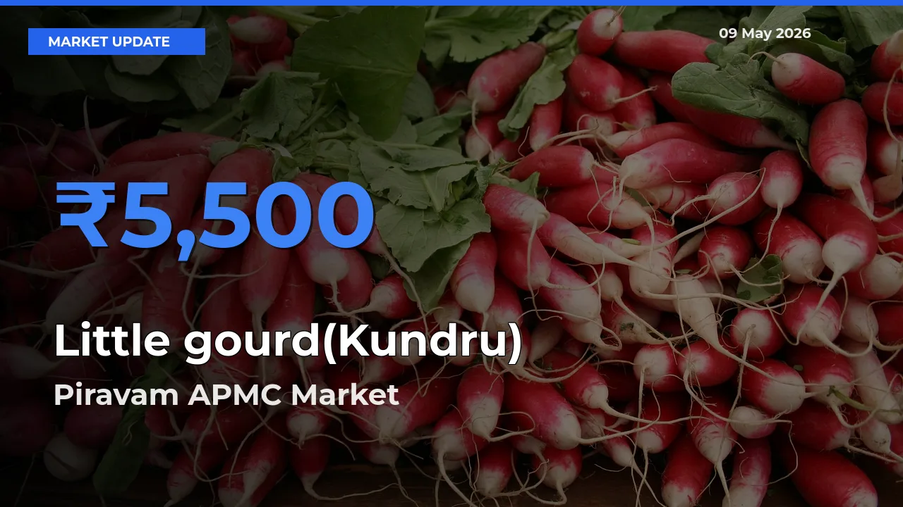 Piravam APMC Emerges as Top Mandi for Little gourd(Kundru) Prices Today