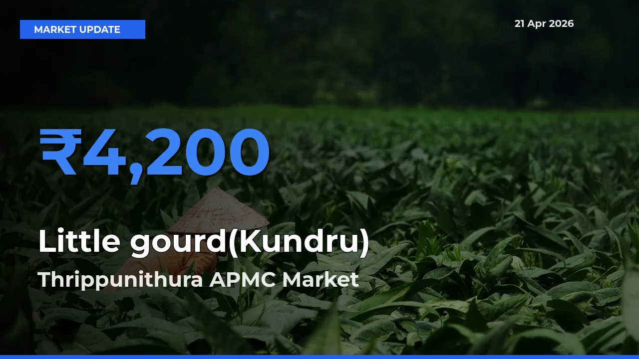 Thrippunithura APMC Offers ₹4,200 – Highest Little gourd(Kundru) Rate Today