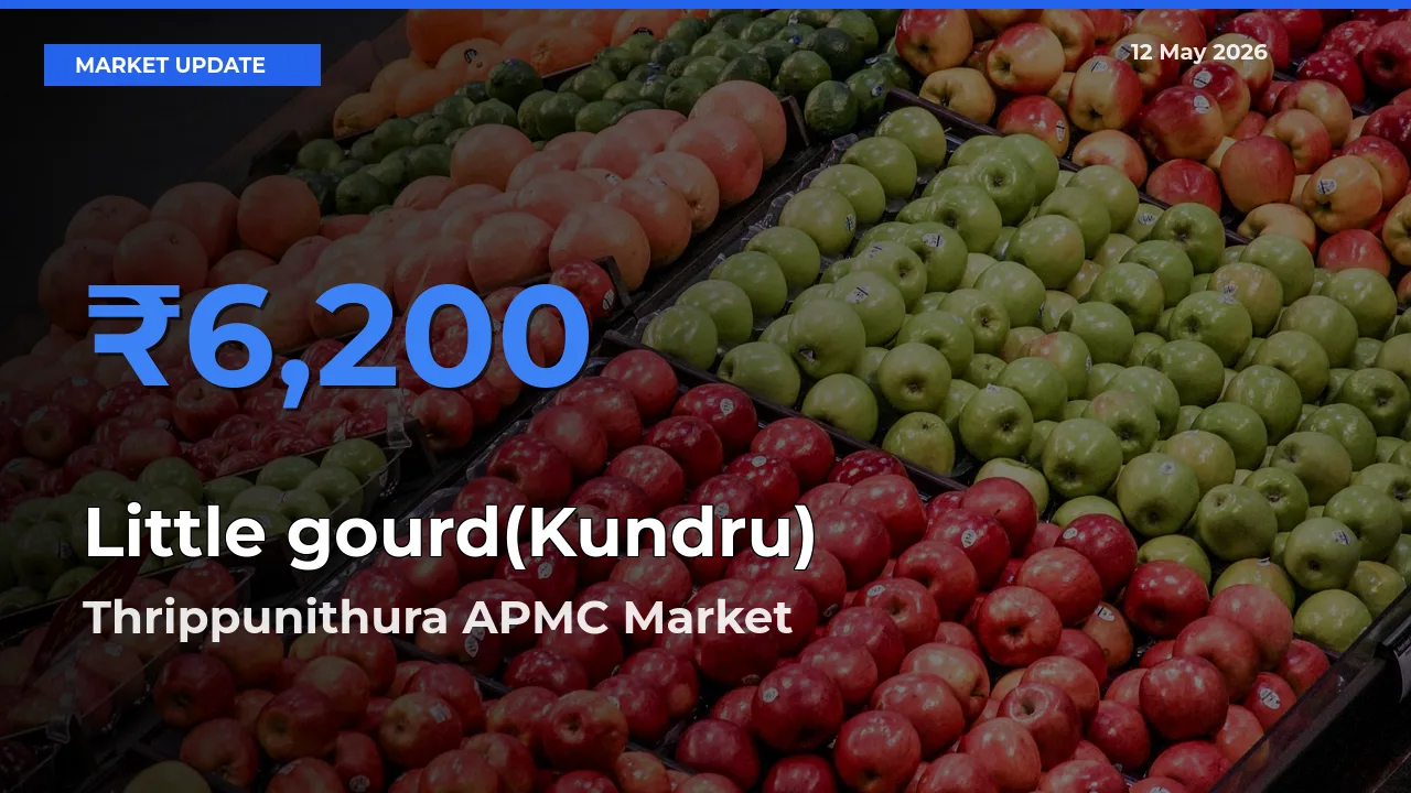 Thrippunithura APMC Tops Little gourd(Kundru) Rates – May 12 Market Update