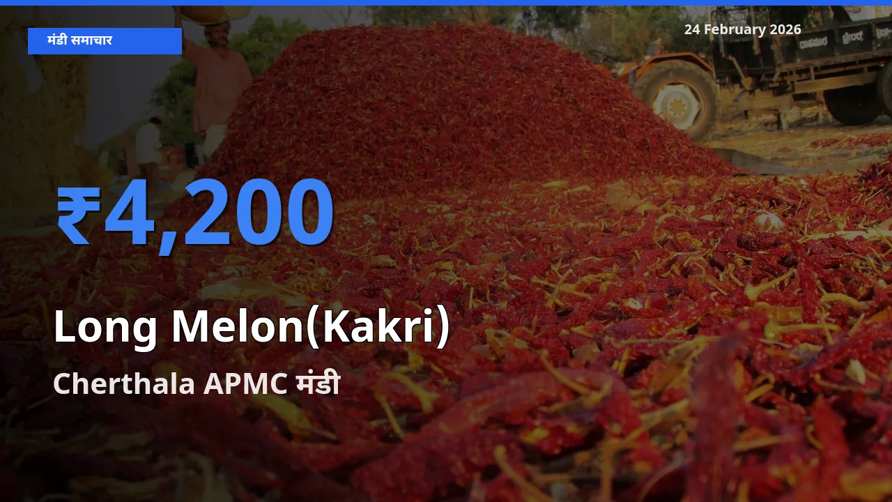 Cherthala APMC मंडी में आज Long Melon(Kakri) के सबसे ऊँचे दाम दर्ज