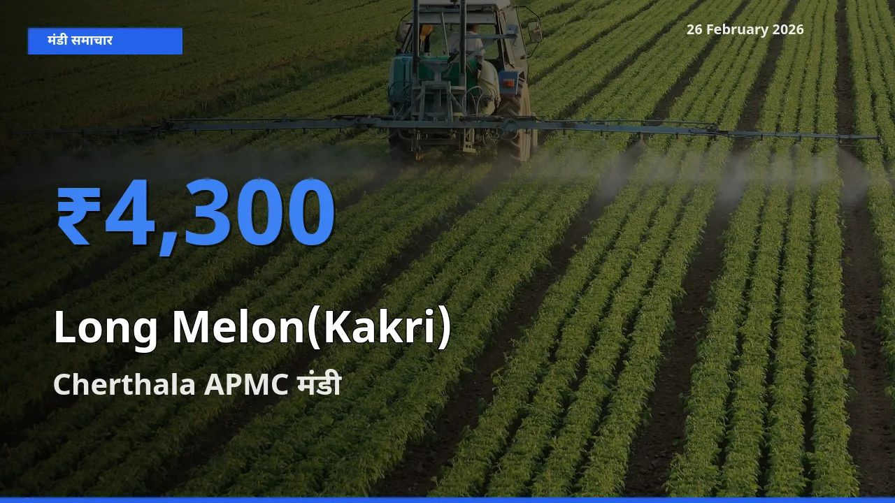 Cherthala APMC मंडी में आज Long Melon(Kakri) के सबसे ऊँचे दाम दर्ज