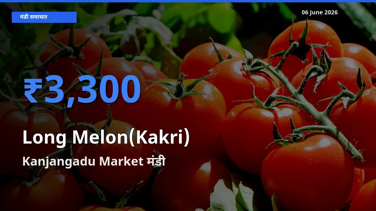 आज ककड़ी के सबसे ज़्यादा दाम Kanjangadu Market मंडी में दर्ज