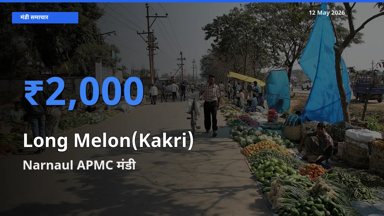 आज का मंडी भाव: ककड़ी के सबसे ज़्यादा दाम Narnaul APMC में