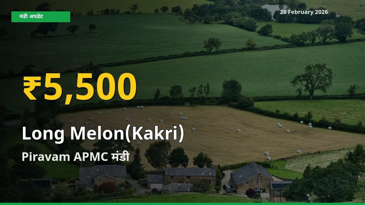 आज Piravam APMC में Long Melon(Kakri) के दाम रिकॉर्ड स्तर पर, ताज़ा मंडी भाव जानें