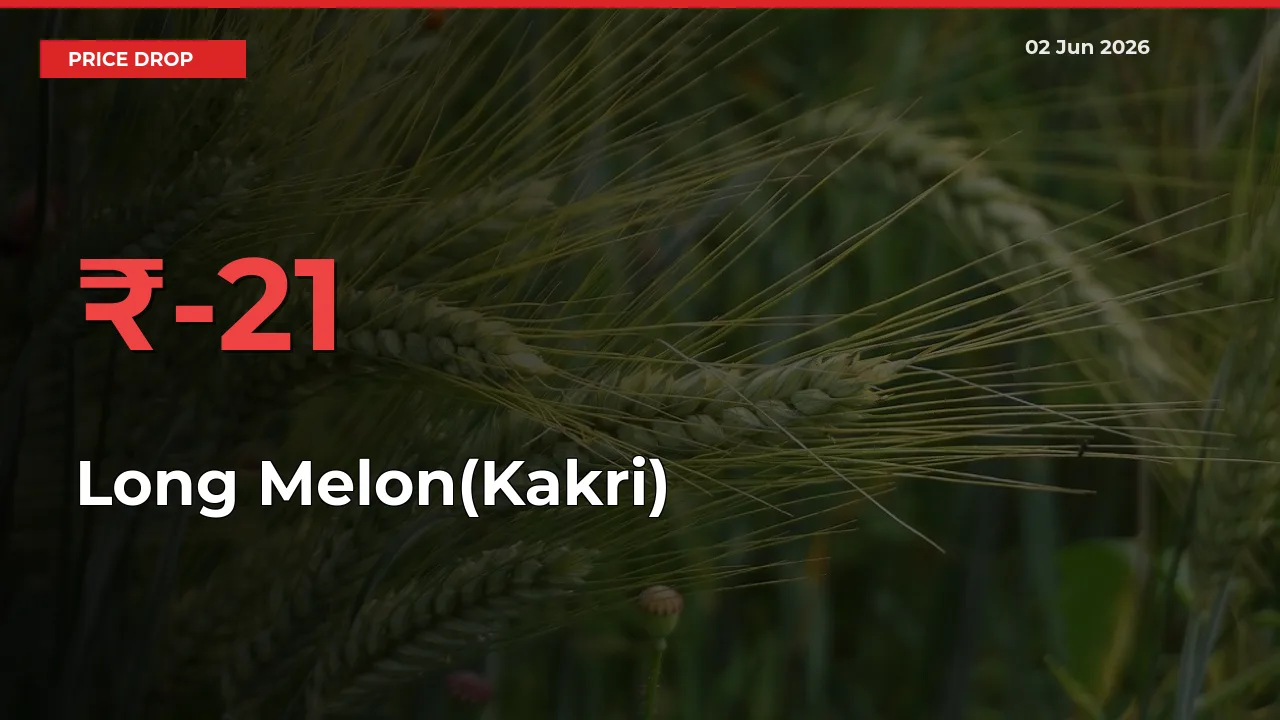 Long Melon(Kakri) Falls 20.51% at Mandis