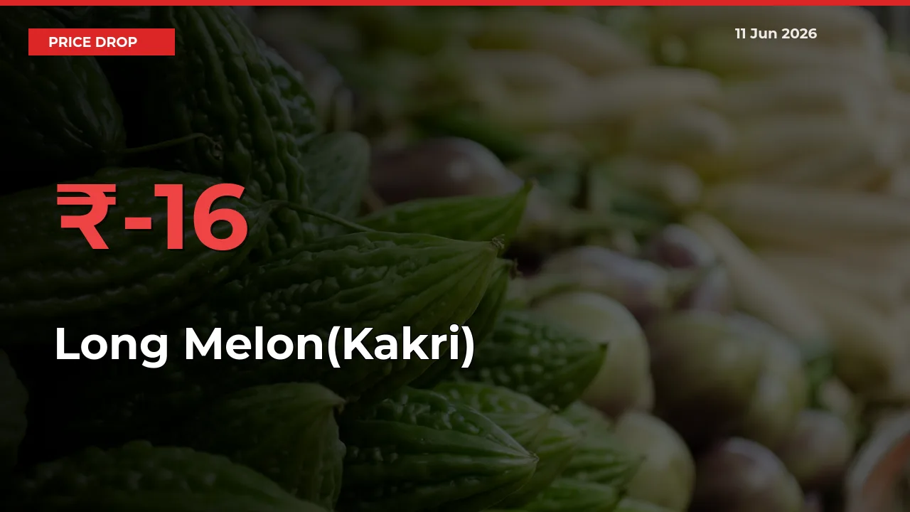 Farmers Alert as Long Melon(Kakri) Prices Slide 16.06% in Local Mandis