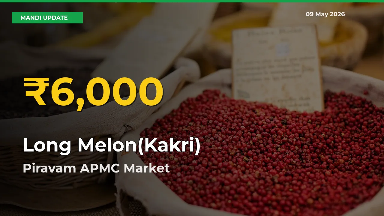 Long Melon(Kakri) Prices Soar to Record High in Piravam APMC – Farmers Alert Today