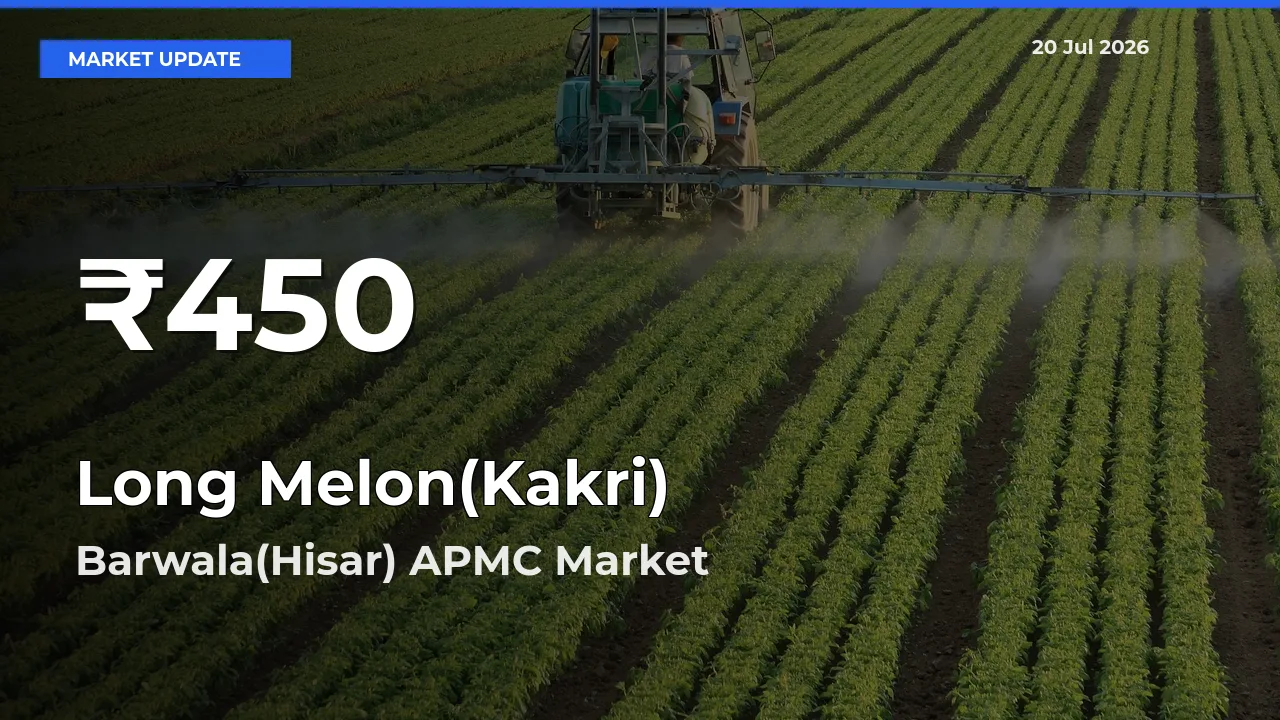 Long Melon(Kakri) Falls to ₹450 in Barwala(Hisar) APMC – 30-Day Lowest Rate