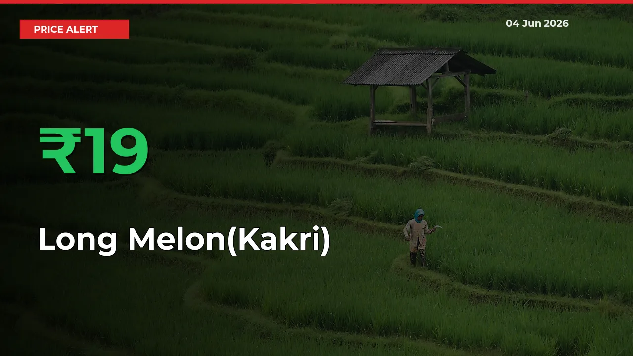 Long Melon(Kakri) Rises 19.35% at Mandis