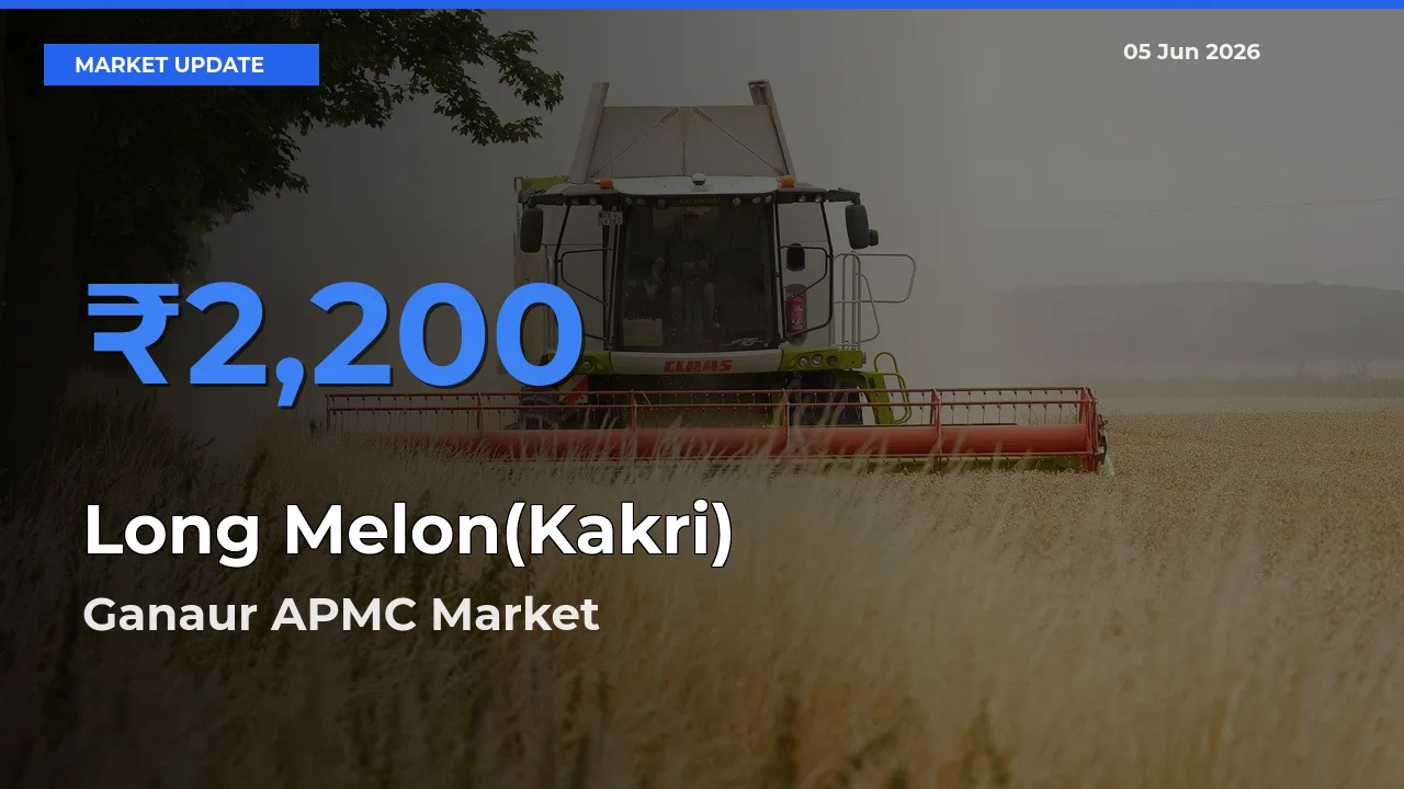 Long Melon(Kakri) Mandi Rate Today: Ganaur APMC Tops the List