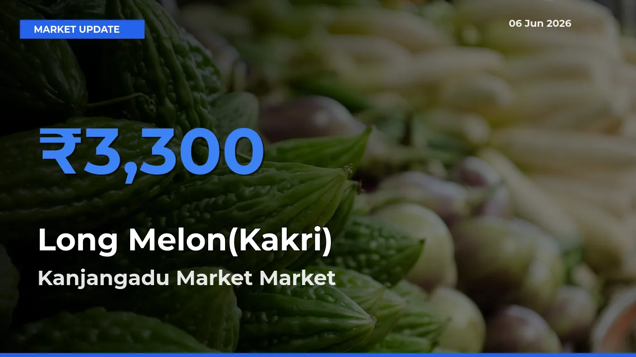 Kanjangadu Market Leads as Top Mandi for Long Melon(Kakri) Prices