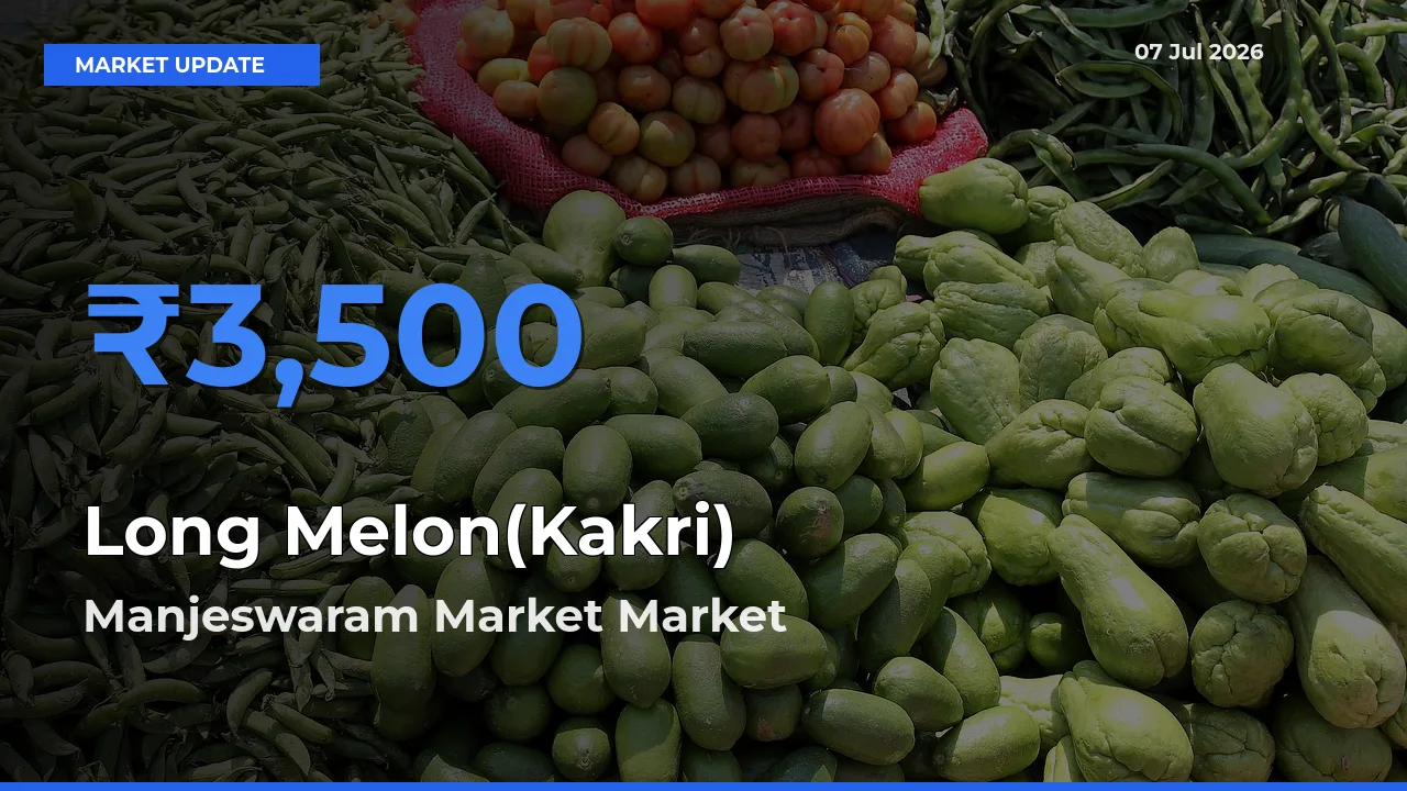 Manjeswaram Market Offers ₹3,500 – Highest Long Melon(Kakri) Rate Today