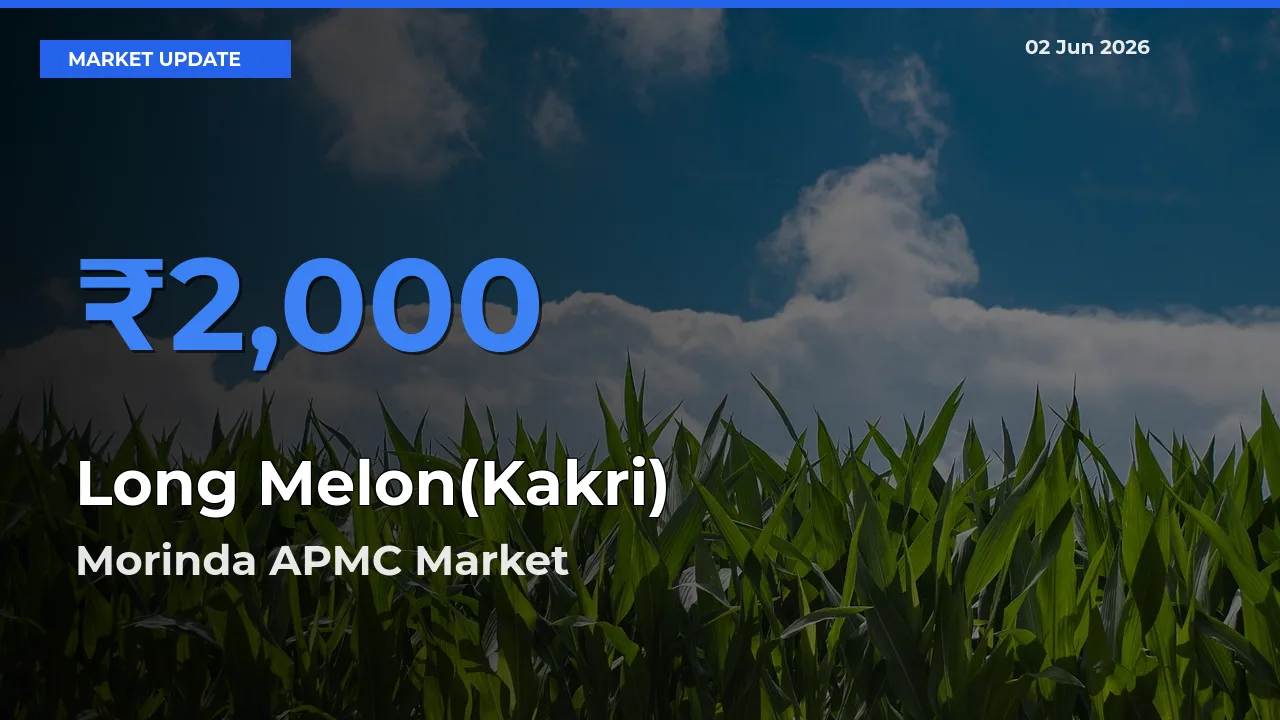 Morinda APMC Emerges as Top Mandi for Long Melon(Kakri) Prices Today