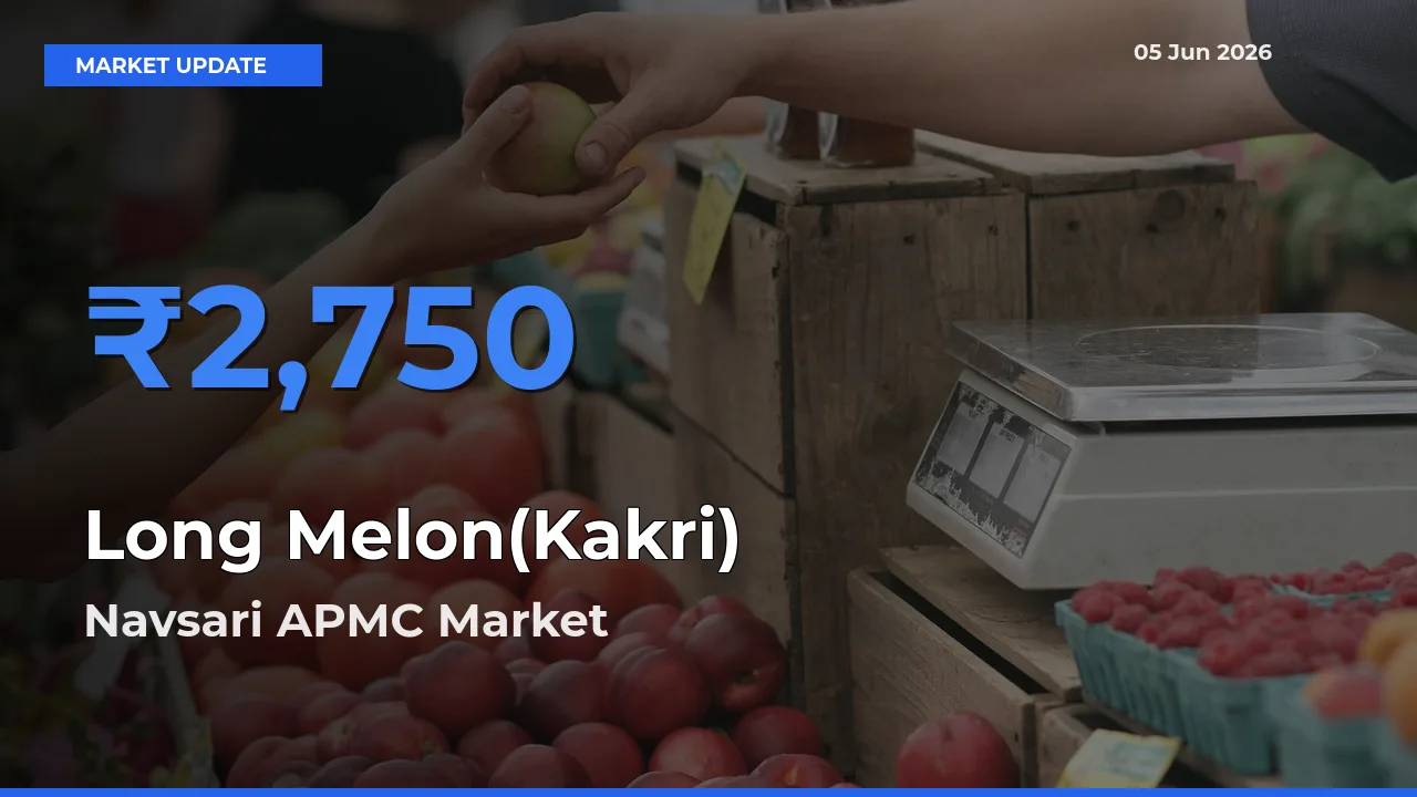 Navsari APMC Records Highest ₹2,750 Rate for Long Melon(Kakri)