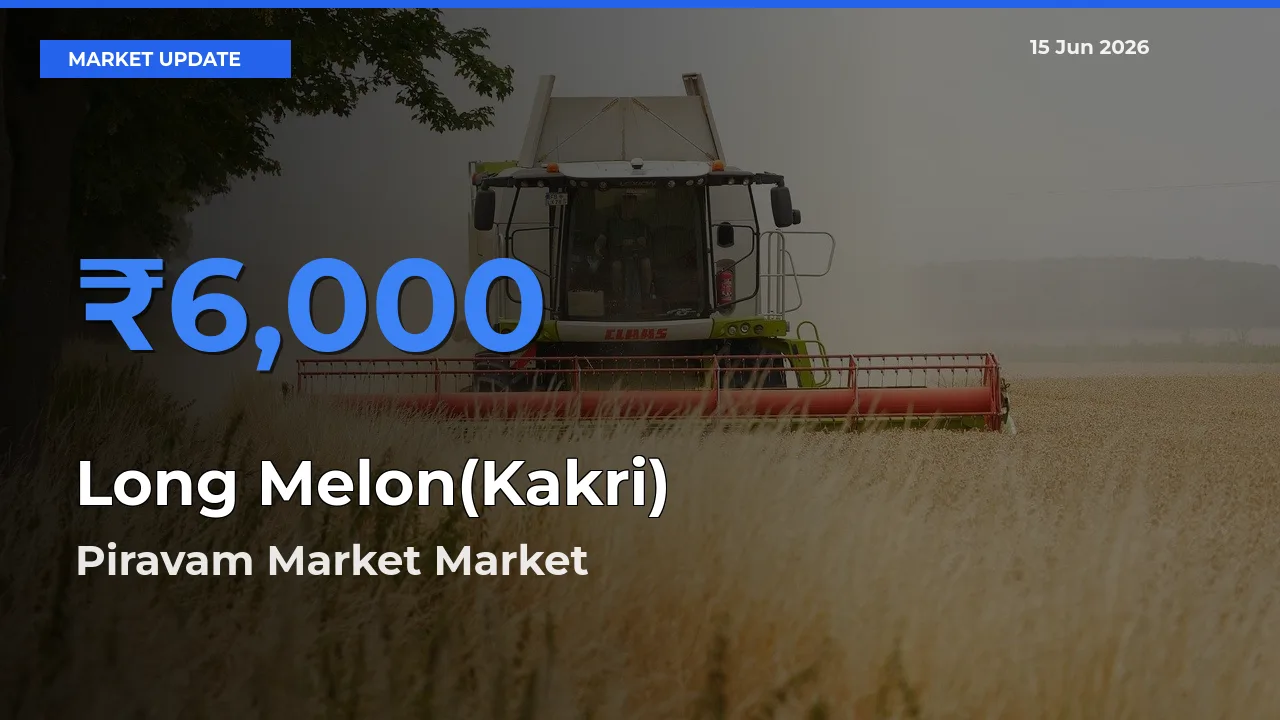 Long Melon(Kakri) Mandi Rate Today: Piravam Market Tops the List