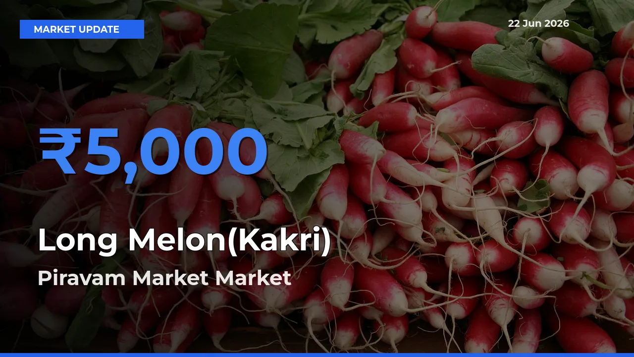 Market Watch: Piravam Market Becomes Top Mandi for Long Melon(Kakri)