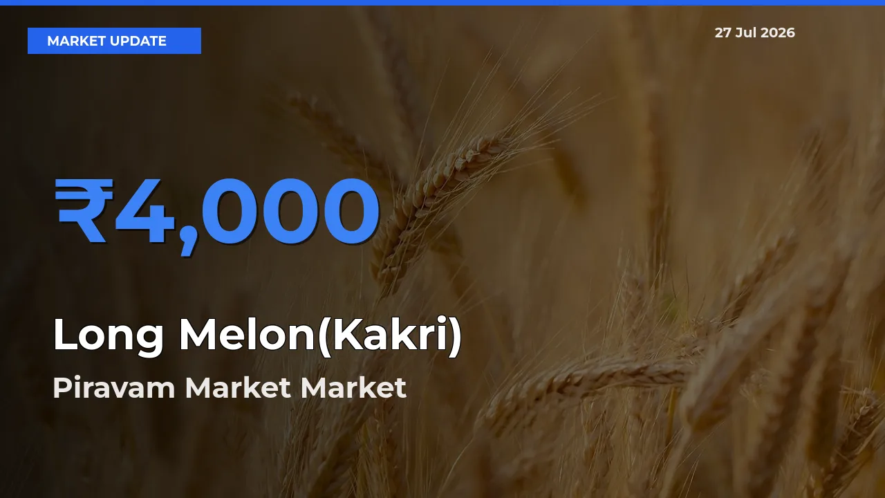 Piravam Market, Ernakulam, Keralam Records Highest ₹4,000 Rate for Long Melon(Kakri)