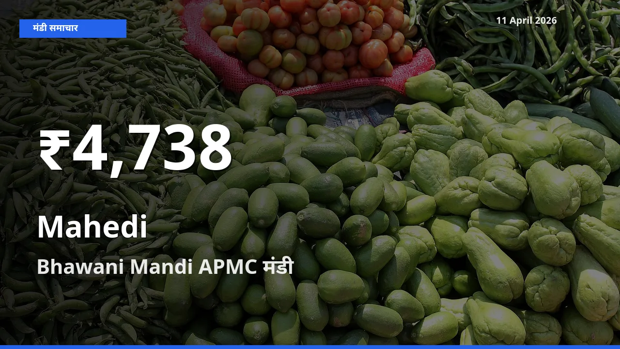 11 April अपडेट: मेहंदी के दाम 30 दिन के न्यूनतम स्तर पर, Bhawani Mandi APMC
