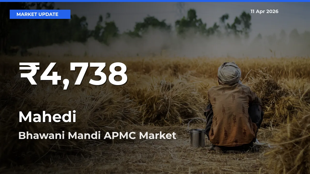 Mahedi Hits 30-Day Low in Bhawani Mandi APMC