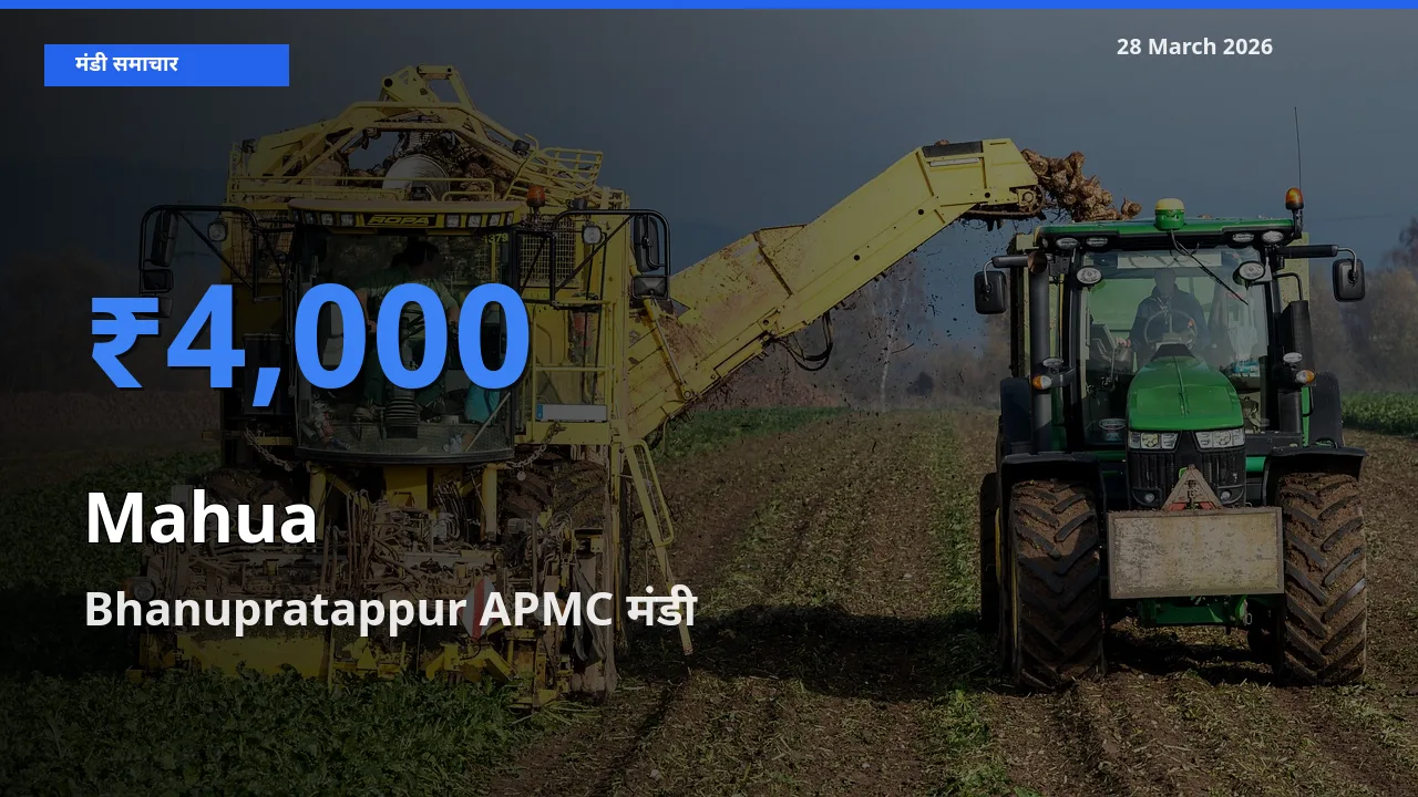 टॉप मंडी बना Bhanupratappur APMC! महुआ के सबसे ऊँचे दाम यहीं दर्ज