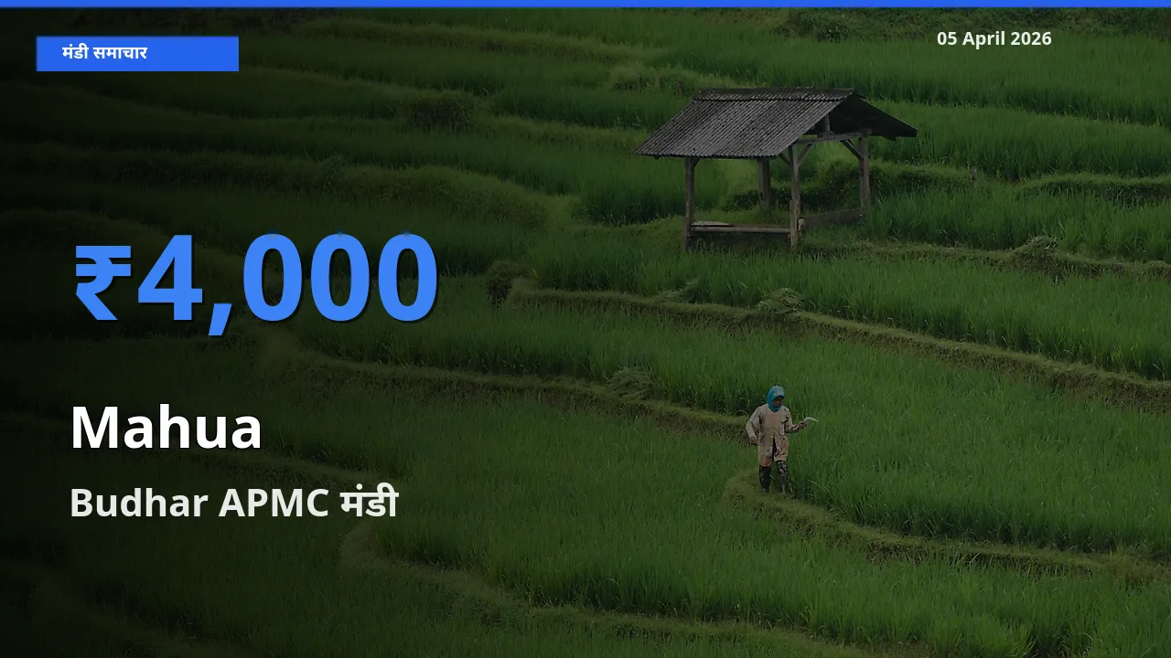 Budhar APMC मंडी में आज महुआ के सबसे ऊँचे दाम दर्ज