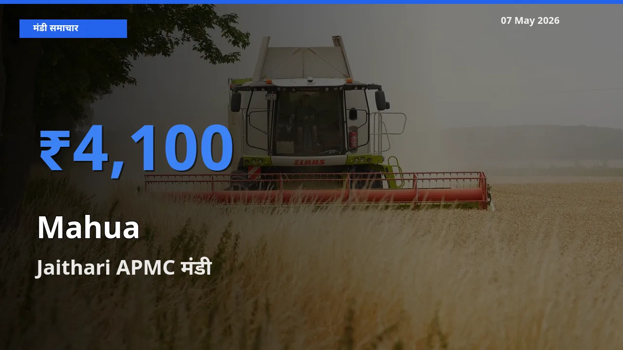 किसानों की पसंद बना Jaithari APMC, महुआ के सबसे अच्छे दाम