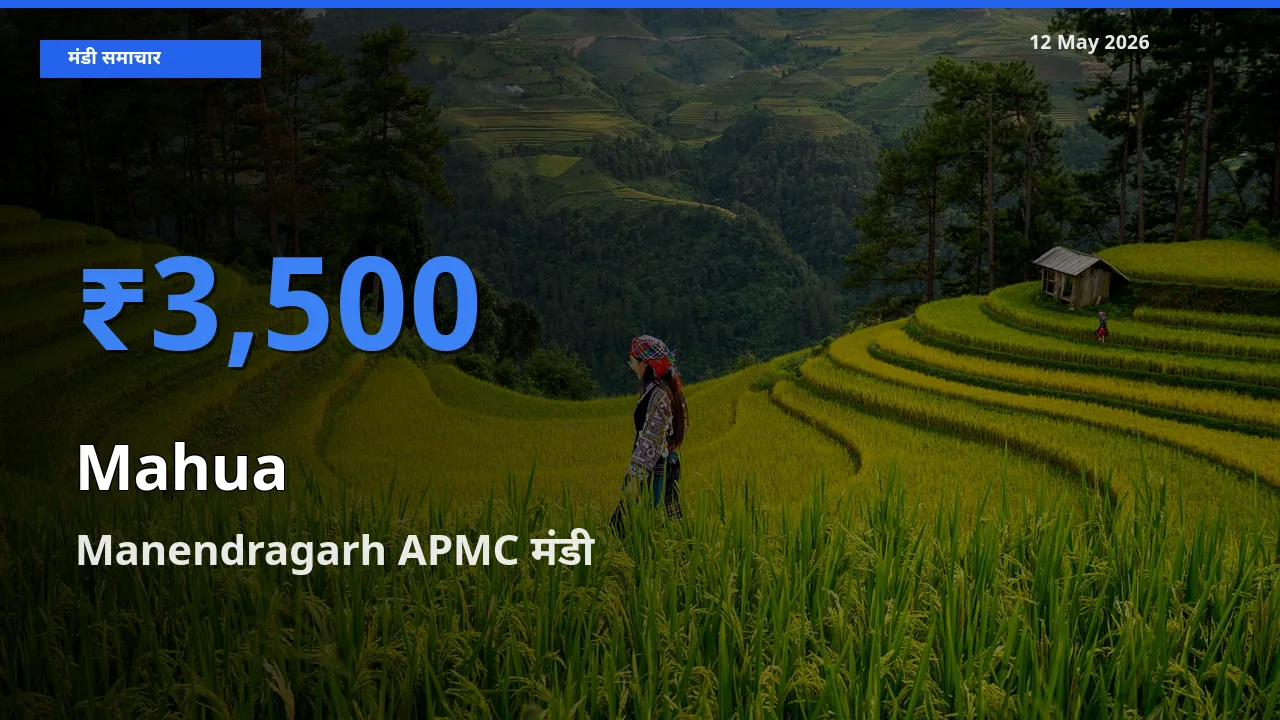 Manendragarh APMC में महुआ का आज सबसे ऊँचा भाव
