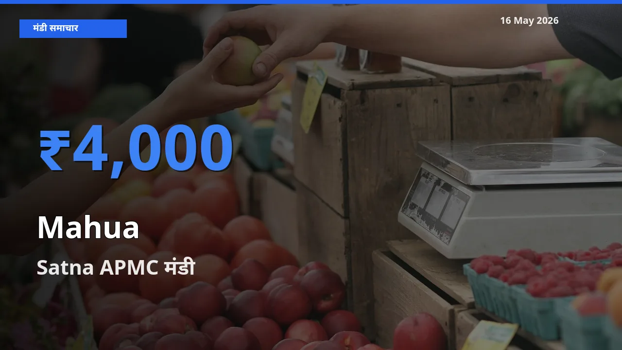 Satna APMC में महुआ का आज सबसे ऊँचा भाव
