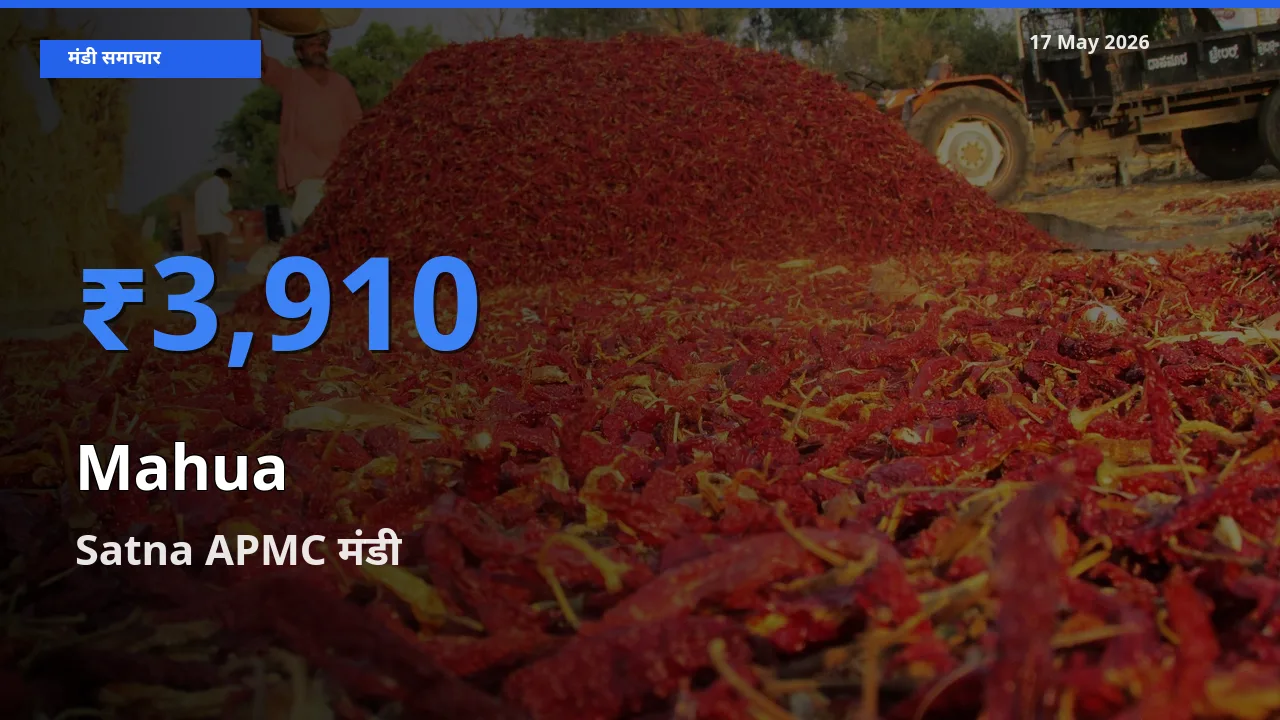 आज महुआ के सबसे ज़्यादा दाम Satna APMC मंडी में दर्ज