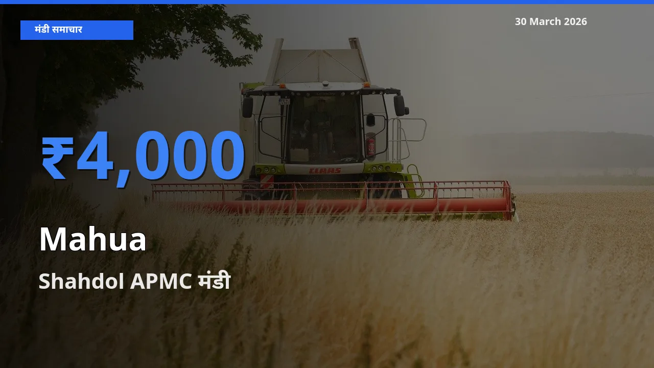 30 March अपडेट: महुआ के सबसे ऊँचे दाम Shahdol APMC मंडी में