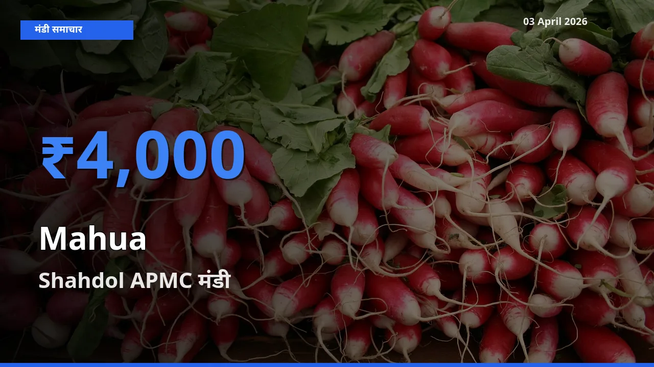 आज महुआ के सबसे ऊँचे दाम ₹4,000 Shahdol APMC मंडी में