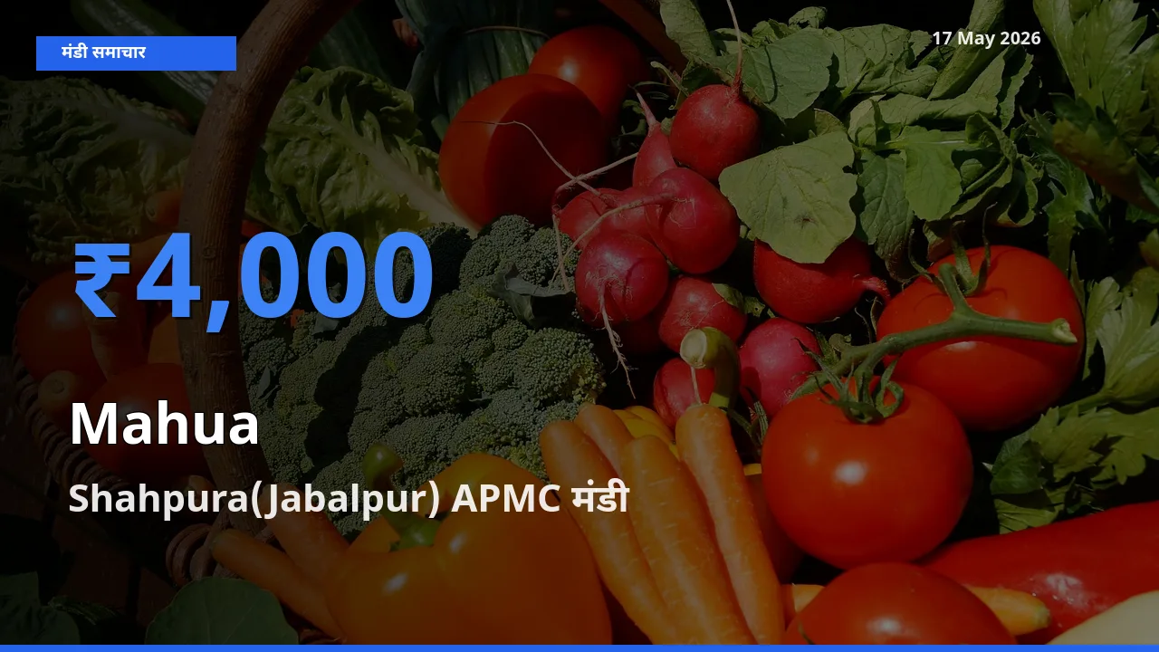 17 May अपडेट: महुआ के सबसे ऊँचे दाम Shahpura(Jabalpur) APMC मंडी में