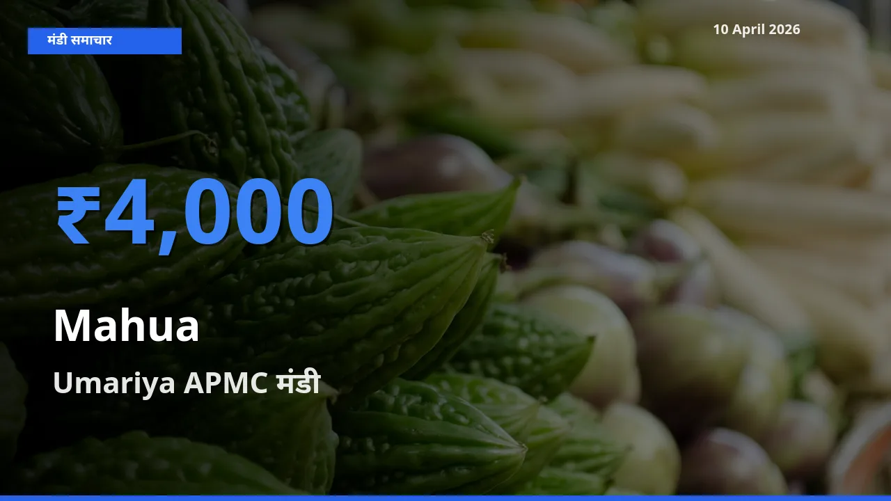Umariya APMC मंडी में आज महुआ के सबसे ऊँचे दाम दर्ज