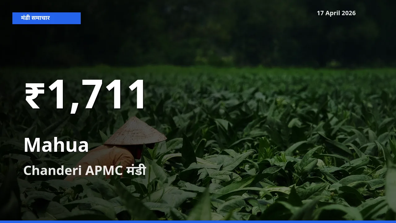 Chanderi APMC में महुआ ₹1,711 पर गिरा – 30 दिन का न्यूनतम भाव