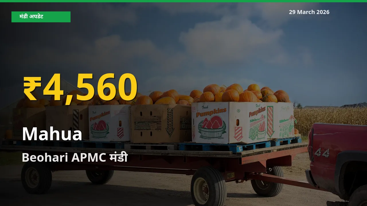 रिकॉर्ड तेज़ी! Beohari APMC में महुआ ₹4,560 पर पहुँचा