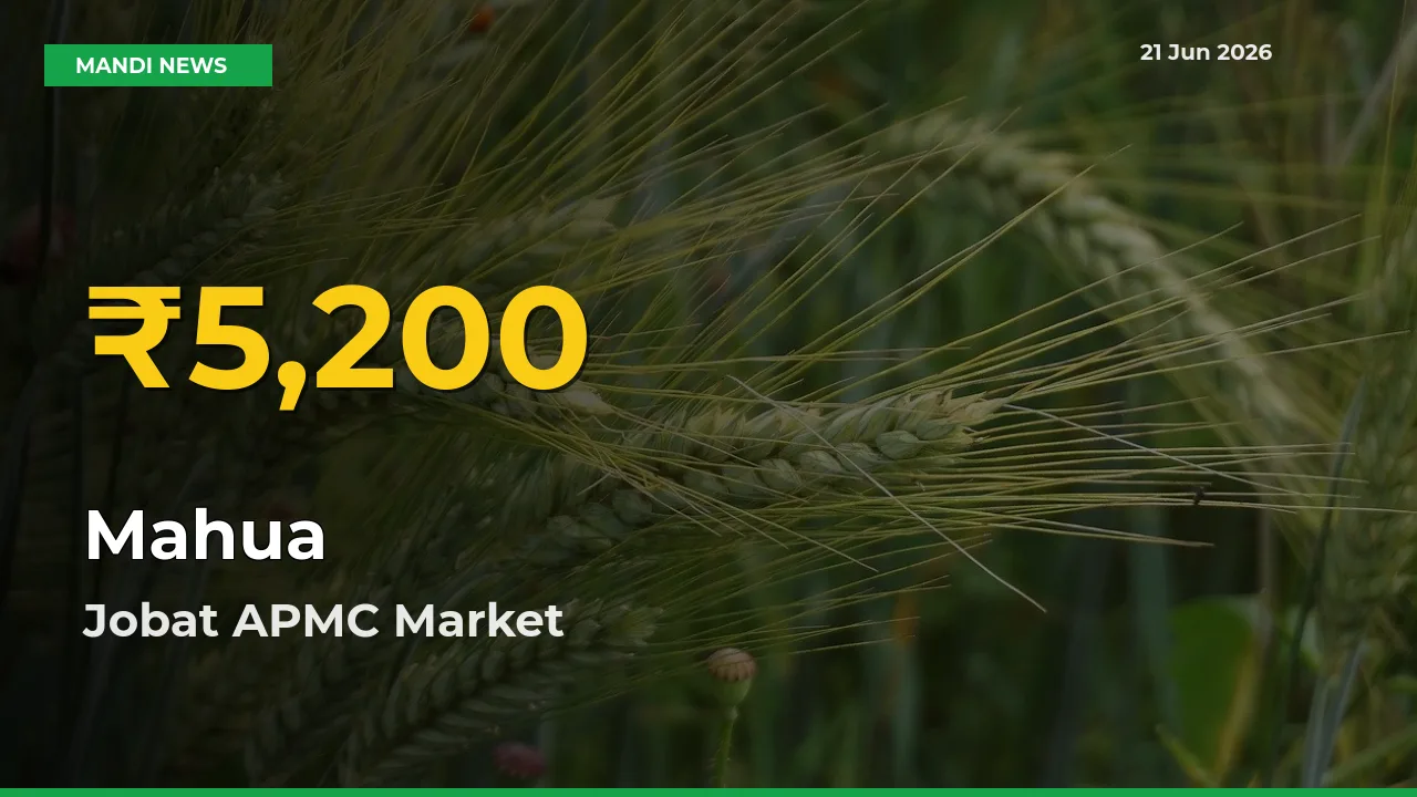 Why Mahua Prices Are Climbing in Jobat APMC – Today’s New High Explained
