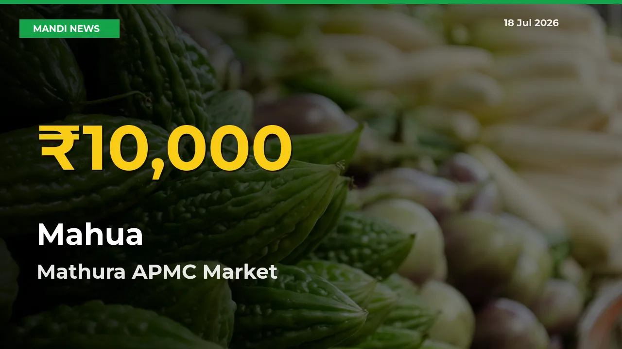 Big Jump in Mahua Prices! Mathura APMC Records New Peak Today