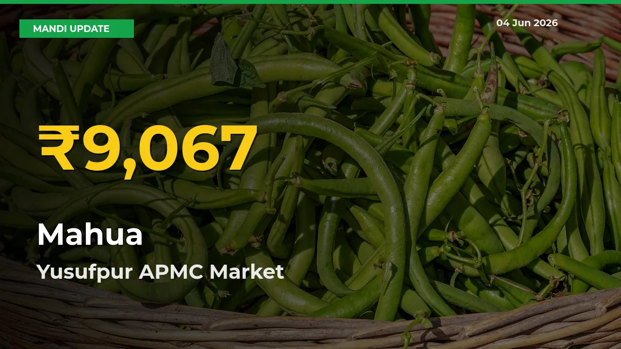 Mahua Mandi Rate Surges Today in Yusufpur APMC – Highest Level in 30 Days