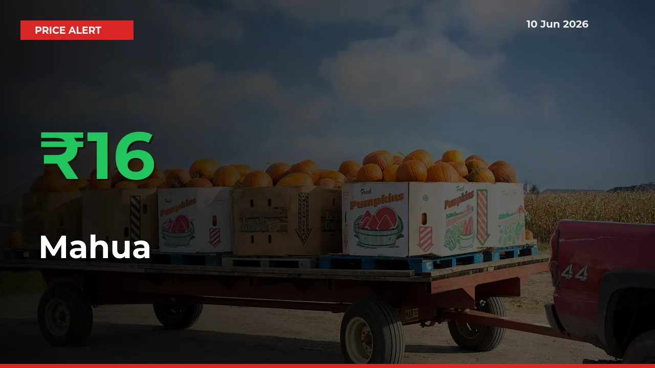 15.99% Spike in Mahua Prices – Mandi Sees Sudden Rally