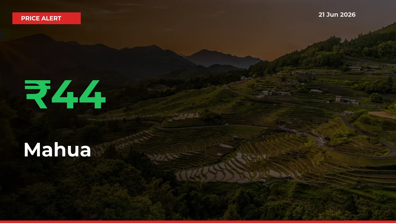 Mahua Prices Rise 44.26% in a Day at Major Mandis