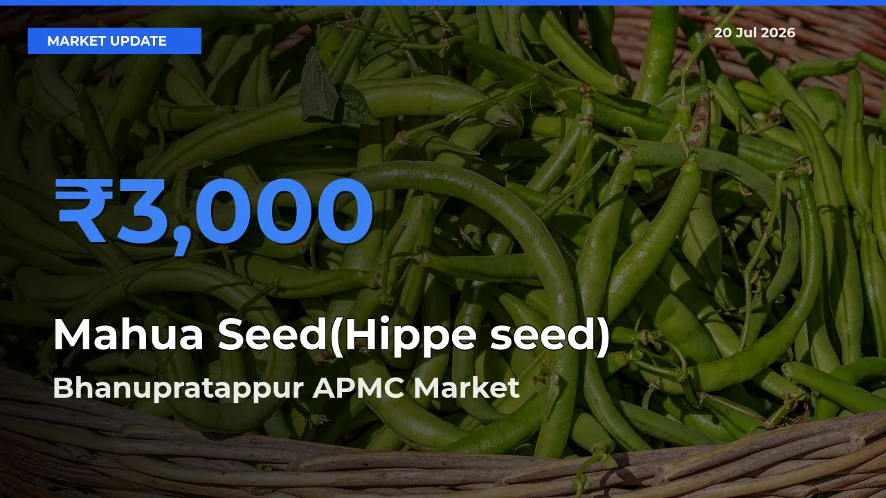 Top Performer! Bhanupratappur APMC Offers Best Mahua Seed(Hippe seed) Price Today