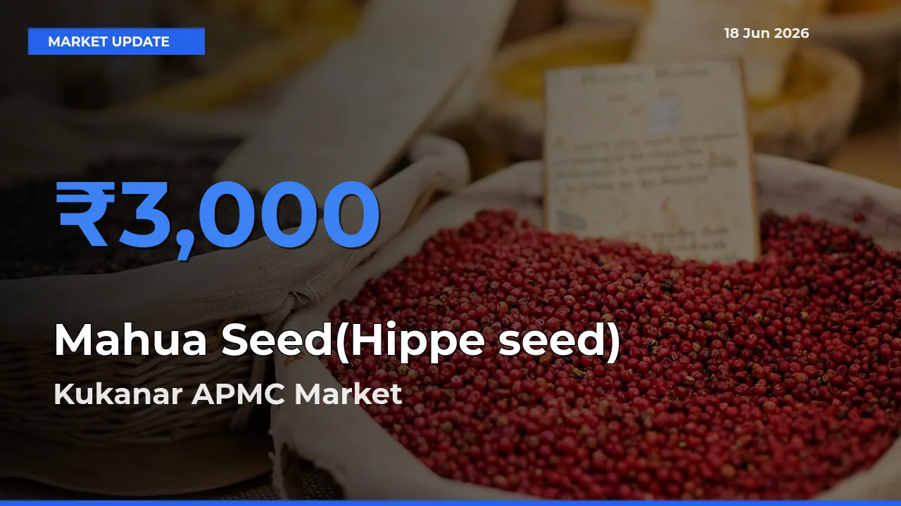 Mahua Seed(Hippe seed) Mandi Rate Today: Kukanar APMC Tops the List
