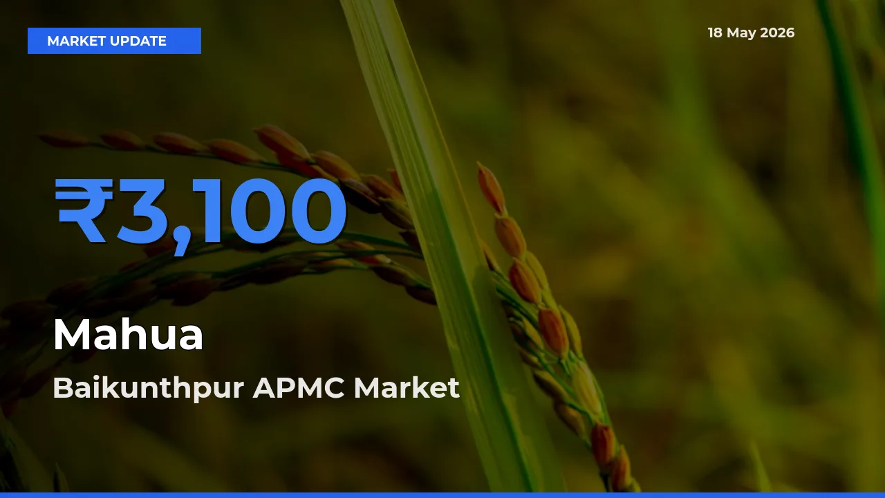 Mahua Mandi Rate Today: Baikunthpur APMC Tops the List