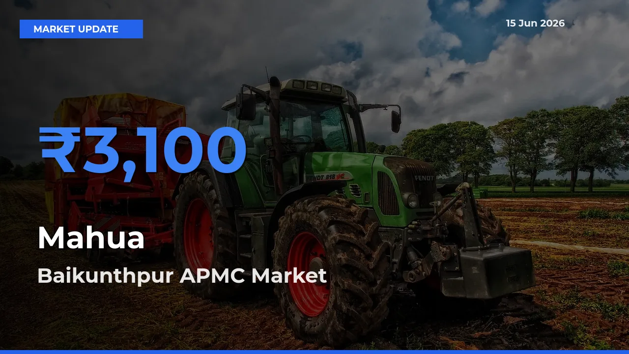 Top Performer! Baikunthpur APMC Offers Best Mahua Price Today