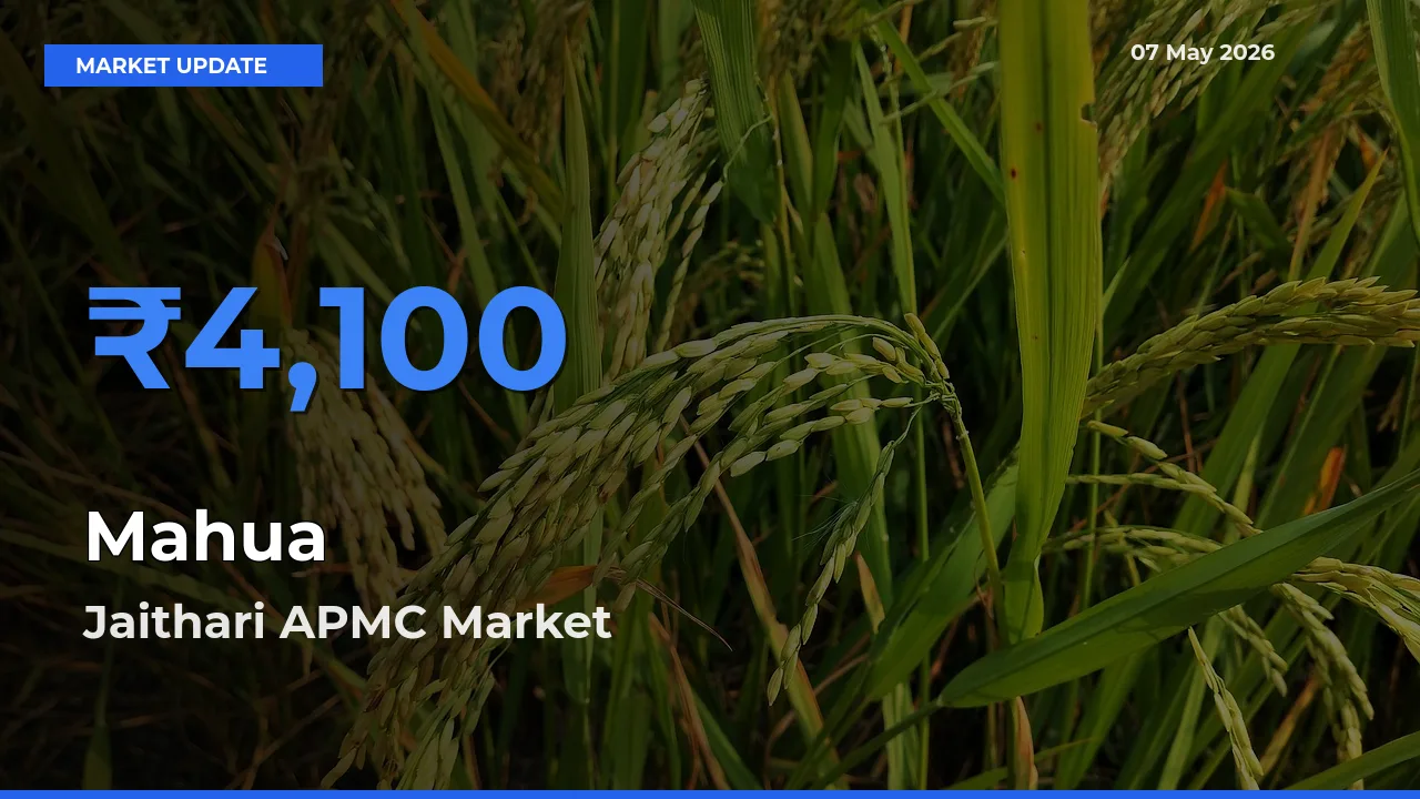 Jaithari APMC Offers ₹4,100 – Highest Mahua Rate Today