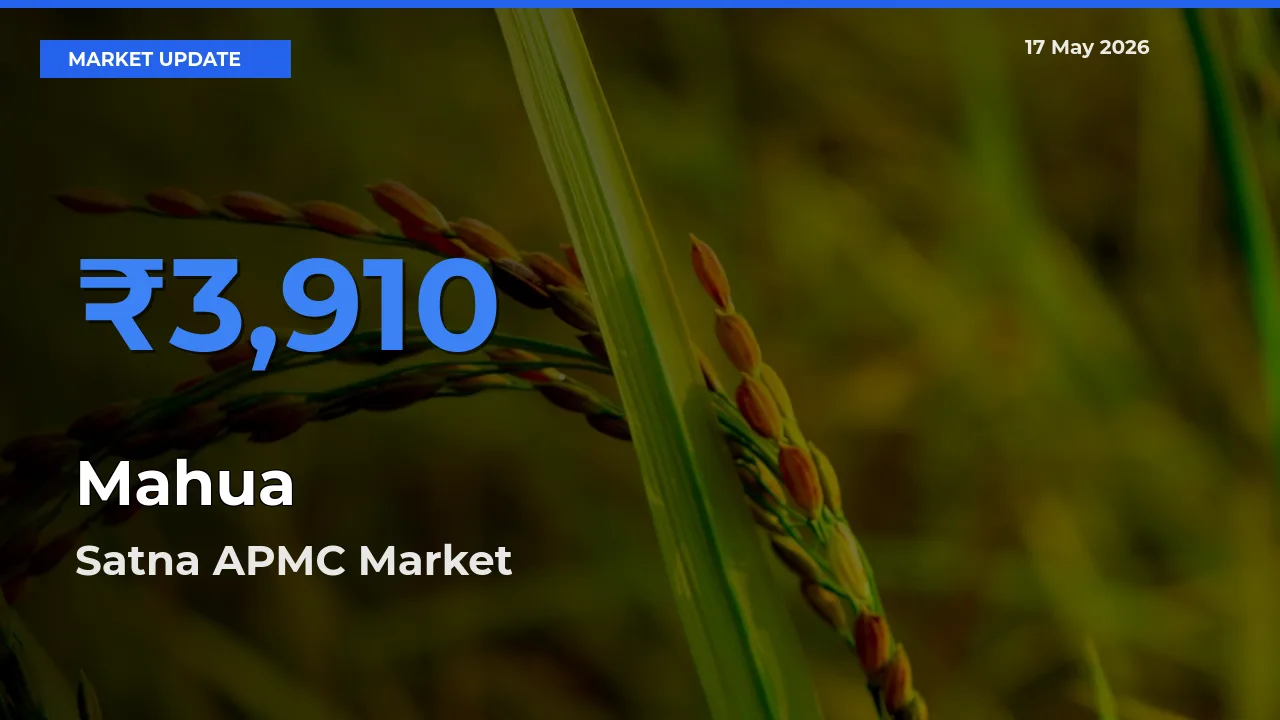 Satna APMC Offers ₹3,910 – Highest Mahua Rate Today