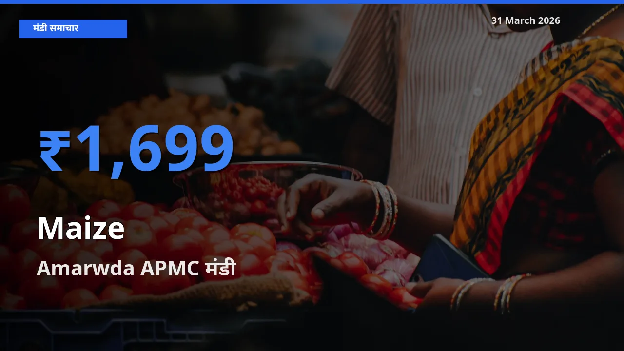 Amarwda APMC में मक्का का आज सबसे ऊँचा भाव